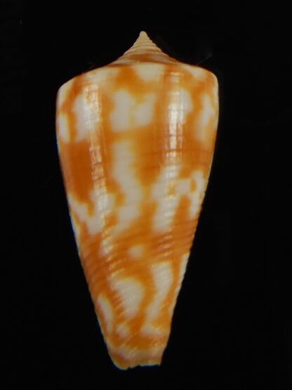 Phasmaconus dampierensis 28.54 mm Gem-69398