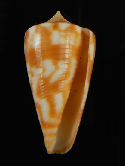 Phasmaconus dampierensis 28.54 mm Gem-69399