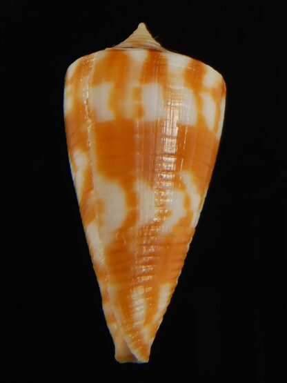 Phasmaconus dampierensis 28.54 mm Gem-69402