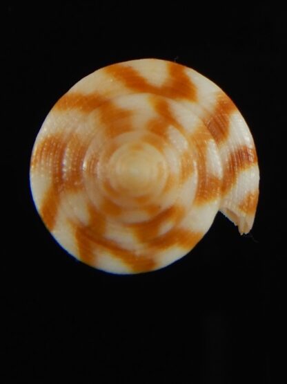 Phasmaconus dampierensis 28.54 mm Gem-69401