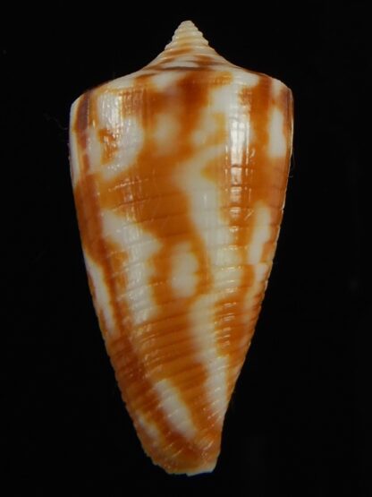 Phasmaconus dampierensis 30.30 mm Gem-69408