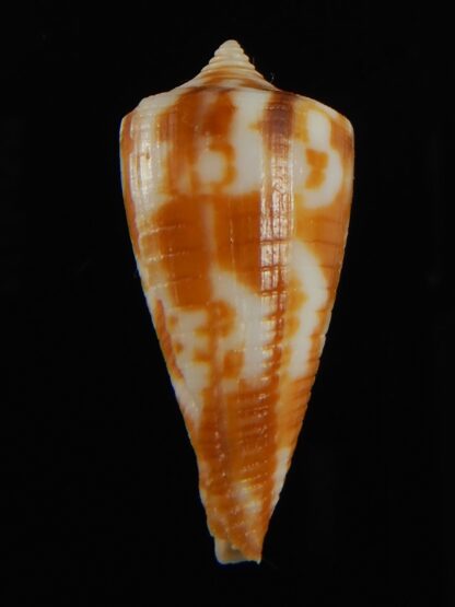 Phasmaconus dampierensis 30.30 mm Gem-69410