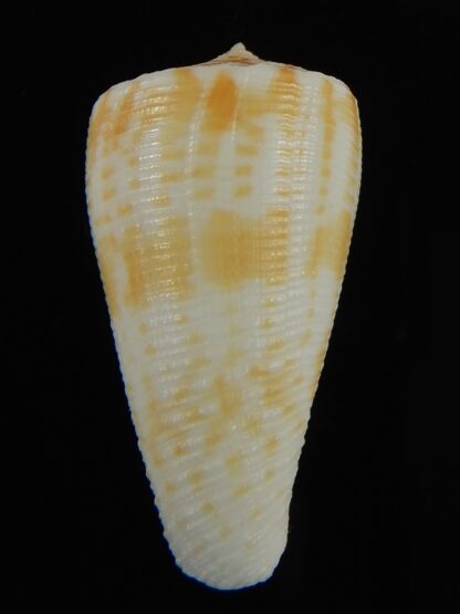 Conus limpusi 33.44 mm Gem-69379