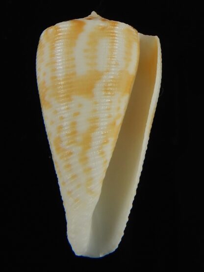 Conus limpusi 33.44 mm Gem-69382