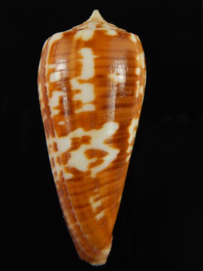 Phasmoconus lynceus .. Australia .. 59.95 mm Gem-69419