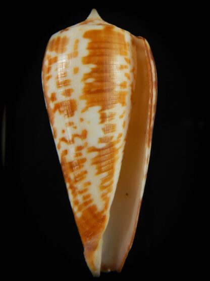 Phasmoconus lynceus .. Australia .. 59.95 mm Gem-69418