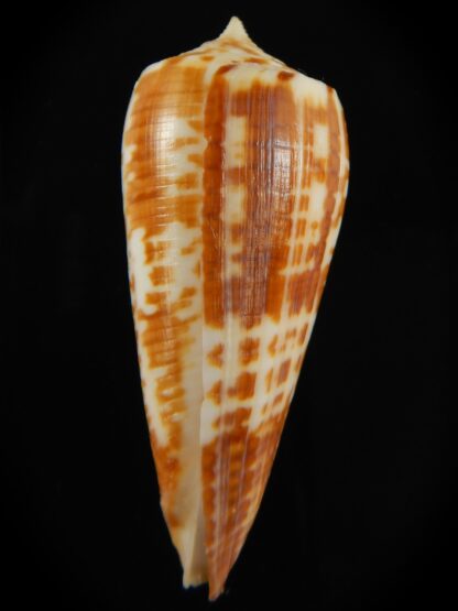 Phasmoconus lynceus .. Australia .. 59.95 mm Gem-69420