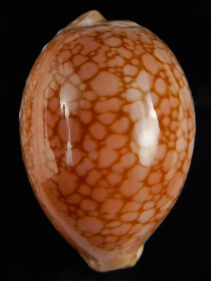 Callistocypraea broderipii 71.68 mm Gem-69584