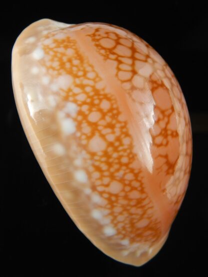 Callistocypraea broderipii 71.68 mm Gem-69586