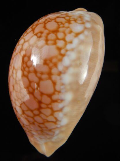 Callistocypraea broderipii 71.68 mm Gem-69582