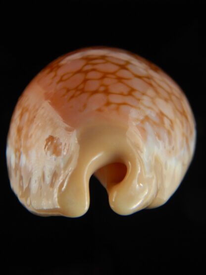 Callistocypraea broderipii 71.68 mm Gem-69581