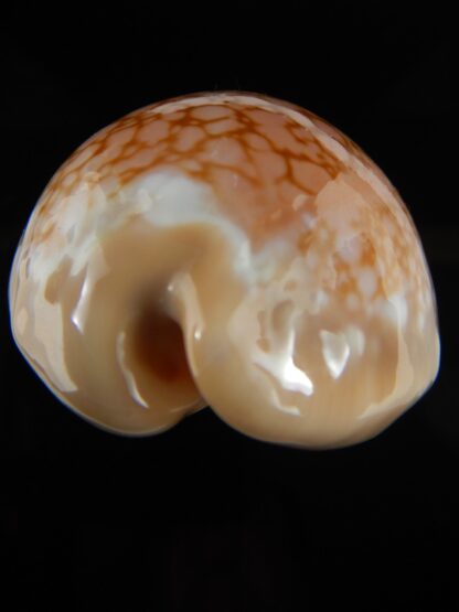 Callistocypraea broderipii 71.68 mm Gem-69583