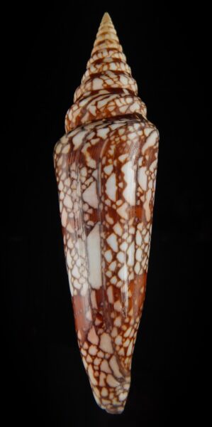 Ximeniconus milneedwardsi clytospira .. GIANT .. 165 mm F++/F+++-0