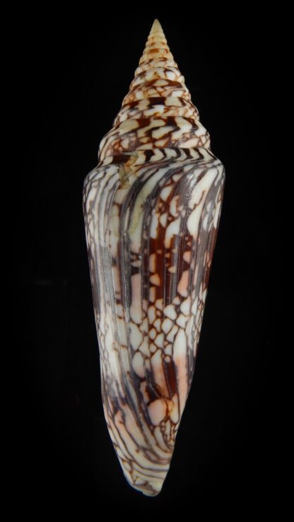Ximeniconus milneedwardsi clytospira .. GIANT .. 148.69 mm F++/F++-0