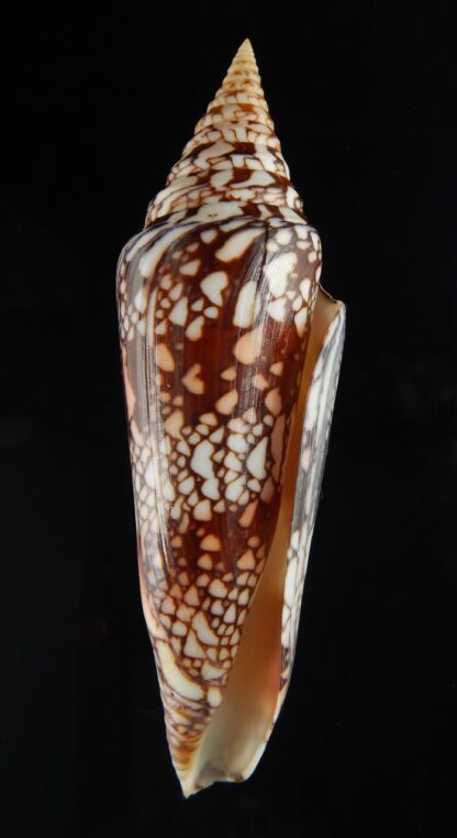Ximeniconus milneedwardsi clytospira .. GIANT .. 148.69 mm F++/F++-69727
