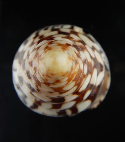 Ximeniconus milneedwardsi clytospira .. GIANT .. 148.69 mm F++/F++-69729
