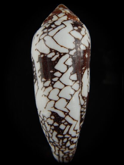 Darioconus episcopatus 105.09 mm Gem-69677