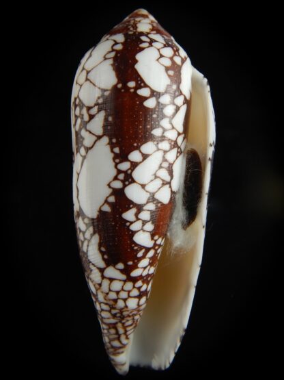 Darioconus episcopatus 105.09 mm Gem-69678