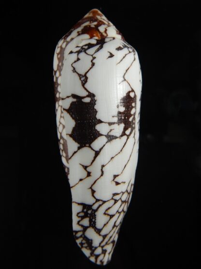 Darioconus episcopatus 105.09 mm Gem-69679