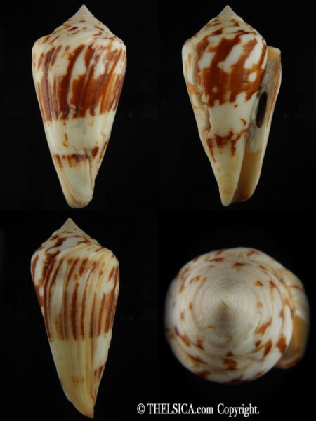 Embrikena pergrandis 108.40 mm F++-0