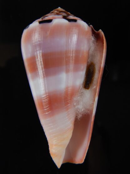 Pionnoconus gauguini 57,06 mm Gem-68460