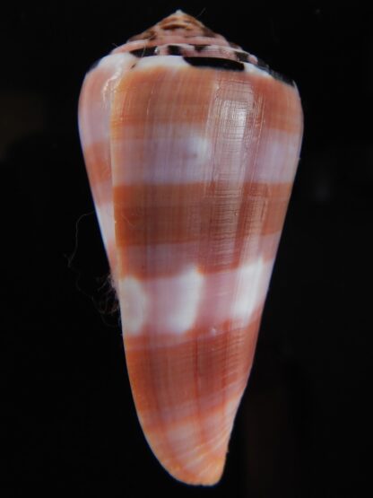 Pionnoconus gauguini 57,06 mm Gem-68464