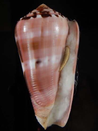 Pionoconus gauguini ...Big size ... 72,95 mm Gem-68467