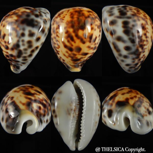 Cypraea tigris pardalis incana 87.68 mm Gem (-)-0