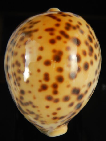 Cypraea tigris pardalis incana 76.01 mm Gem-69595
