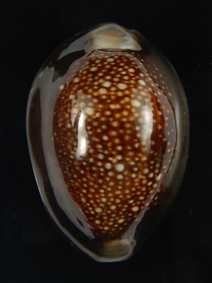 Monetaria caputserpentis ..Giant... 42.15 mm Gem -69163