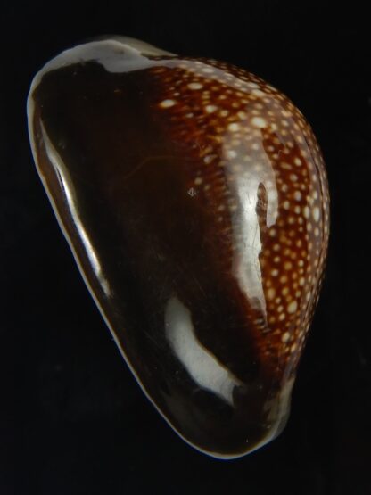 Monetaria caputserpentis ..Giant... 42.15 mm Gem -69165