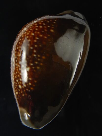 Monetaria caputserpentis ..Giant... 42.15 mm Gem -69169