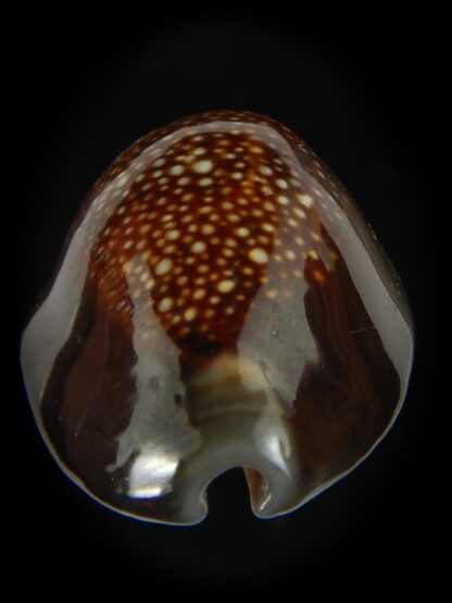 Monetaria caputserpentis ..Giant... 42.15 mm Gem -69168