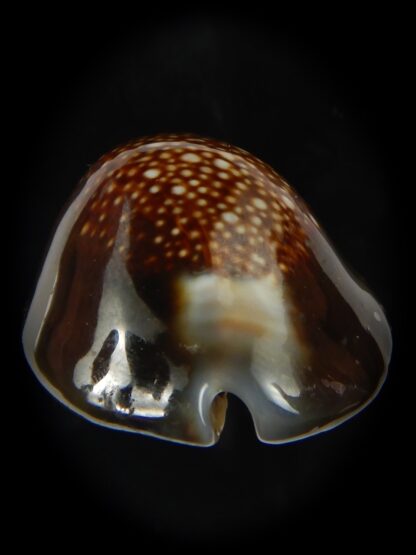 Monetaria caputserpentis ..Giant... 42.15 mm Gem -69167