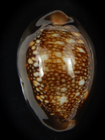 Monetaria caputserpentis ..Giant... 43.80 mm Gem -69184