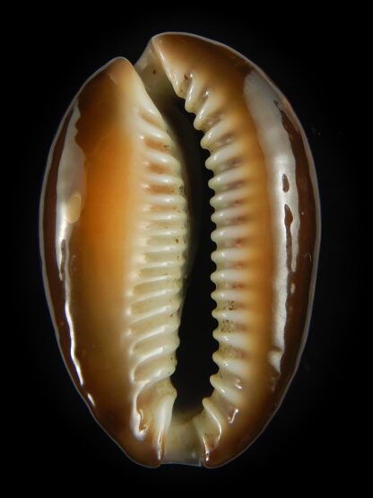 Monetaria caputserpentis ..Giant... 43.80 mm Gem -69188