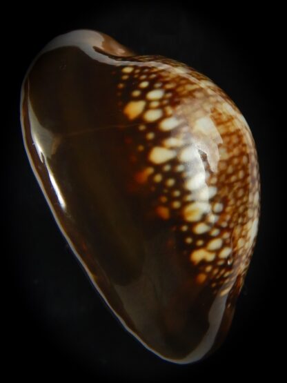 Monetaria caputserpentis ..Giant... 43.80 mm Gem -69186