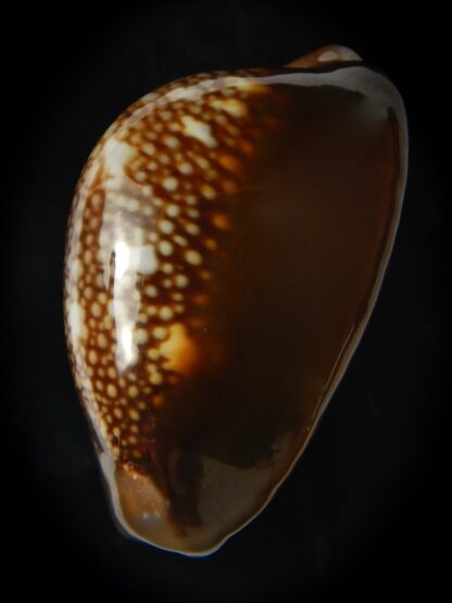 Monetaria caputserpentis ..Giant... 43.80 mm Gem -69185