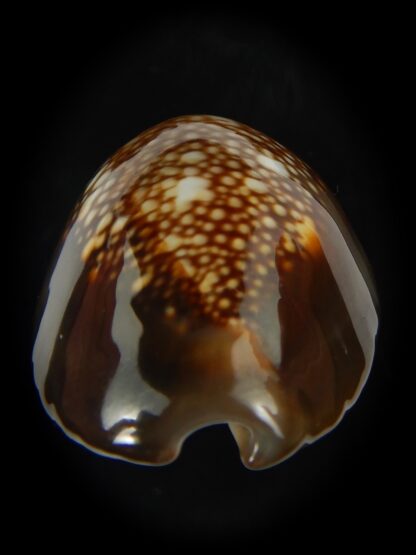 Monetaria caputserpentis ..Giant... 43.80 mm Gem -69187