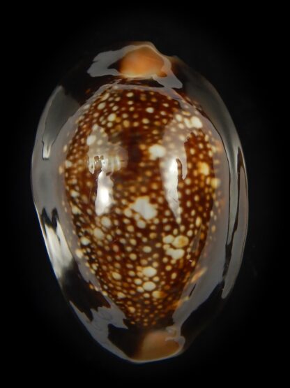 Monetaria caputserpentis ..Giant... 42.18 mm Gem -69177