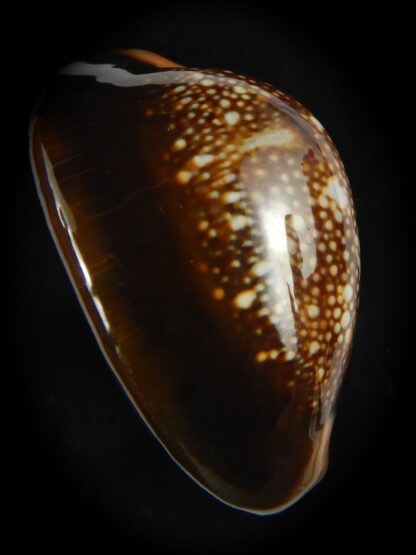 Monetaria caputserpentis ..Giant... 42.18 mm Gem -69180