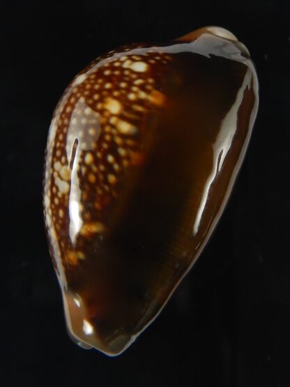 Monetaria caputserpentis ..Giant... 42.18 mm Gem -69181