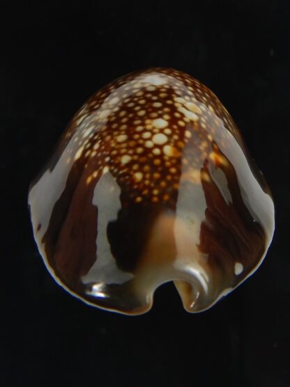 Monetaria caputserpentis ..Giant... 42.18 mm Gem -69182