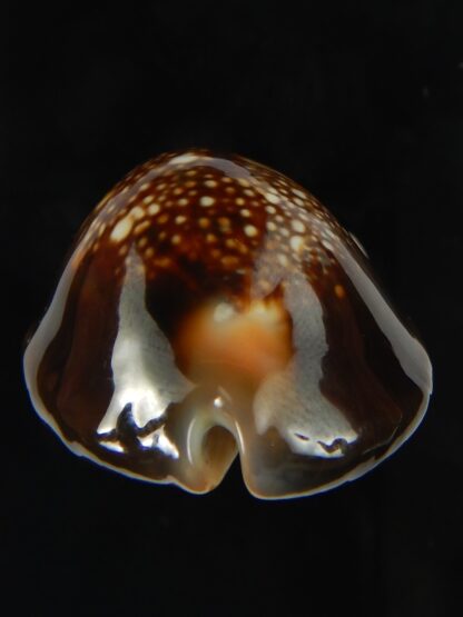 Monetaria caputserpentis ..Giant... 42.18 mm Gem -69179