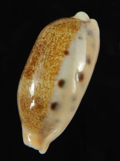 Erronea caurica chrismeyeri 45.14 mm Gem-69097