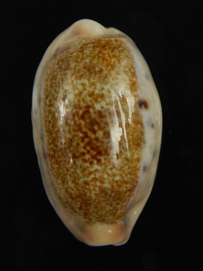 Erronea caurica chrismeyeri 31.87 mm Gem-69065