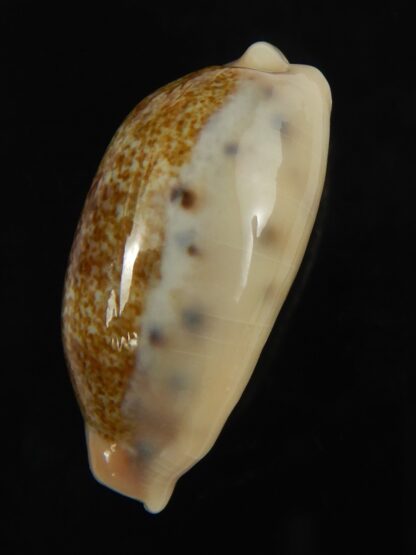 Erronea caurica chrismeyeri 31.87 mm Gem-69069