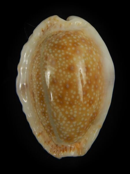 Naria erosa chlorizans 29.83 mm Gem-69212