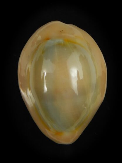 Monetaria annulus circumpicta 25.71 mm Gem-69149