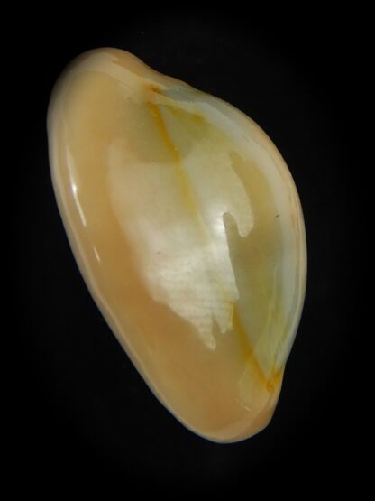 Monetaria annulus circumpicta 25.71 mm Gem-69150